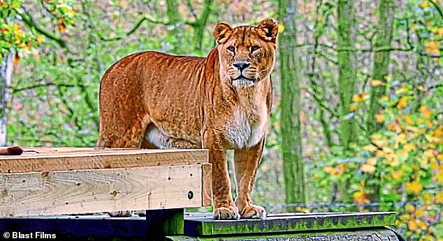 Secret Life of the Safari Park чем-то напоминает Gogglebox на колесах.  Но звезды - животные